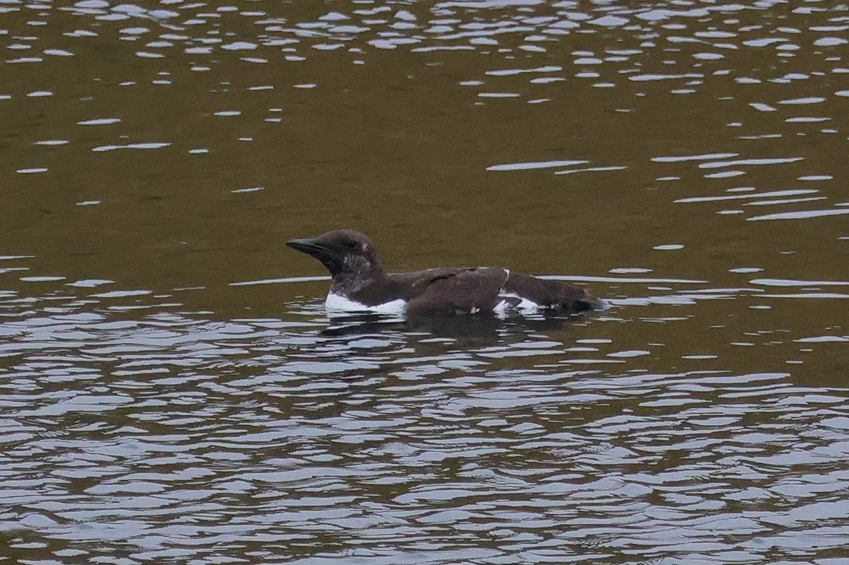 Common Murre - ML624463382