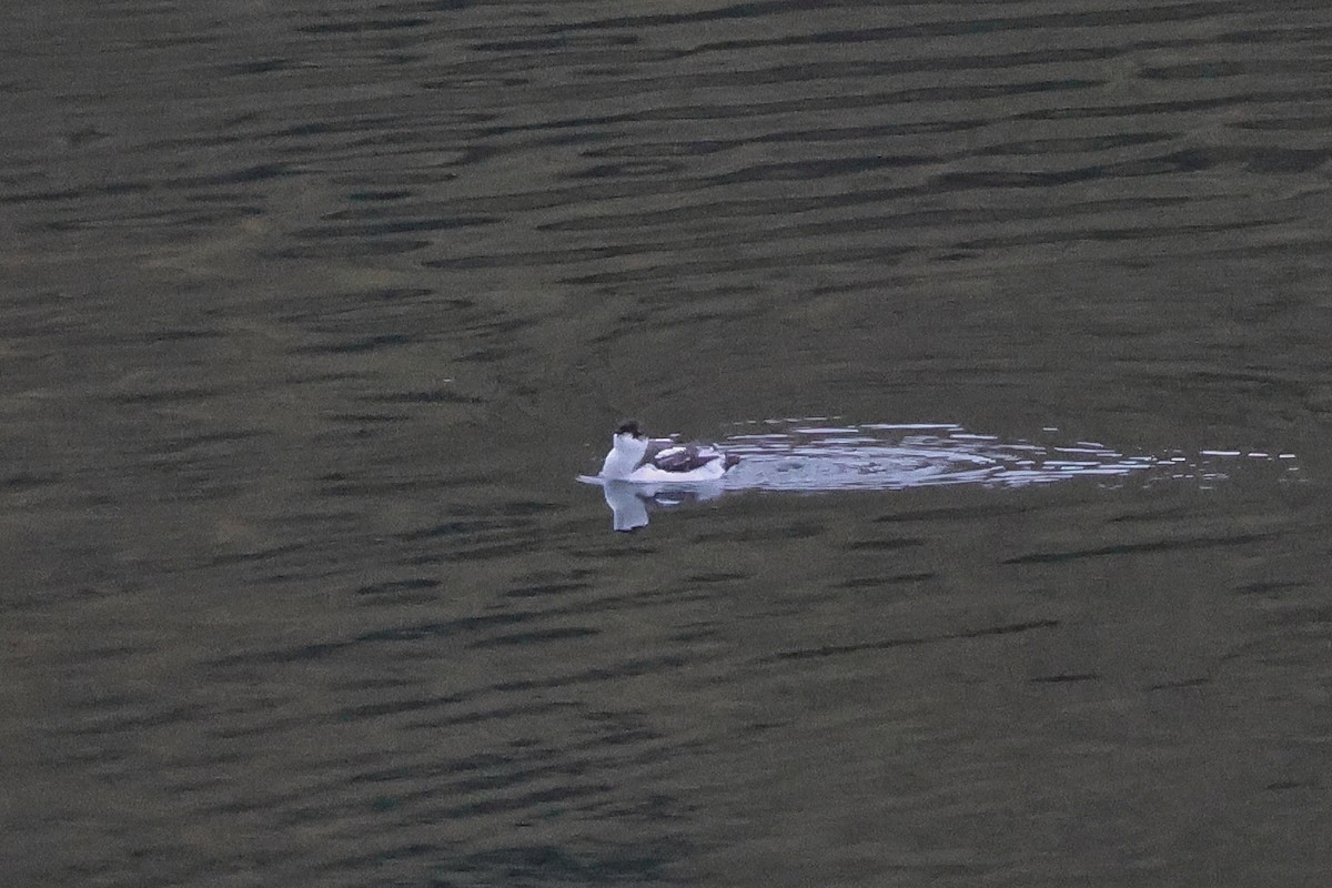 Marbled Murrelet - ML624463405