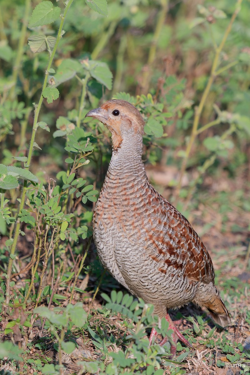 Gray Francolin - ML624463476