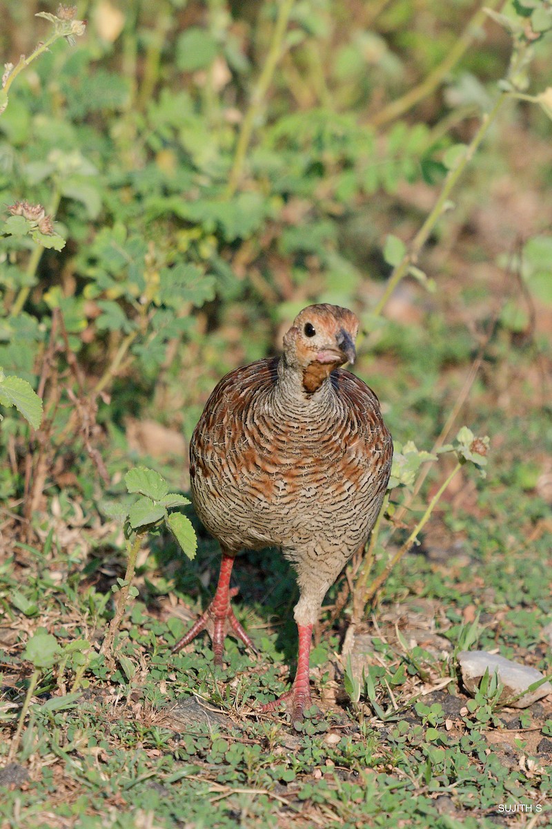 Gray Francolin - ML624463477