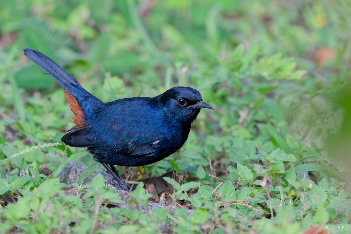 Indian Robin - ML624463492