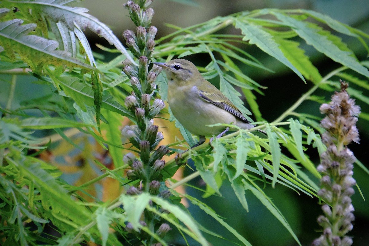 Tennessee Warbler - ML624463581