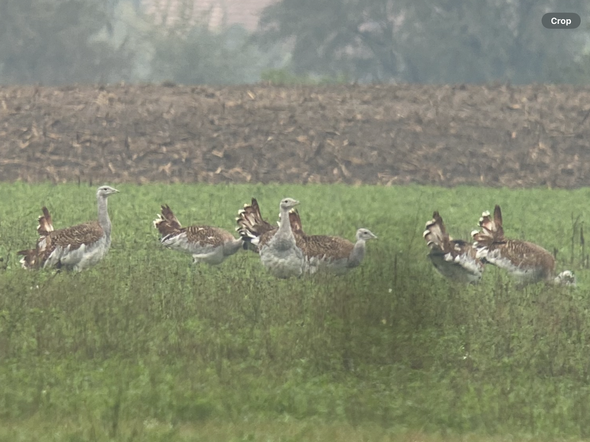 drop velký - ML624463619