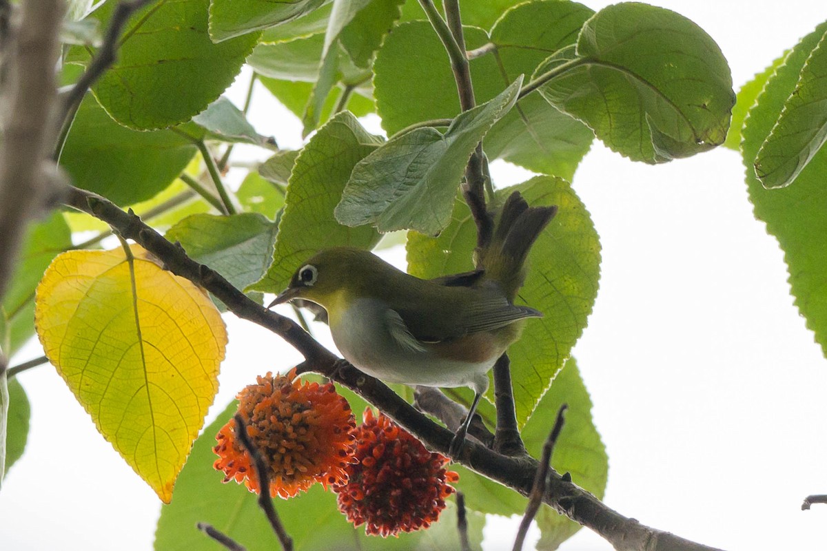 Chestnut-flanked White-eye - ML624463665