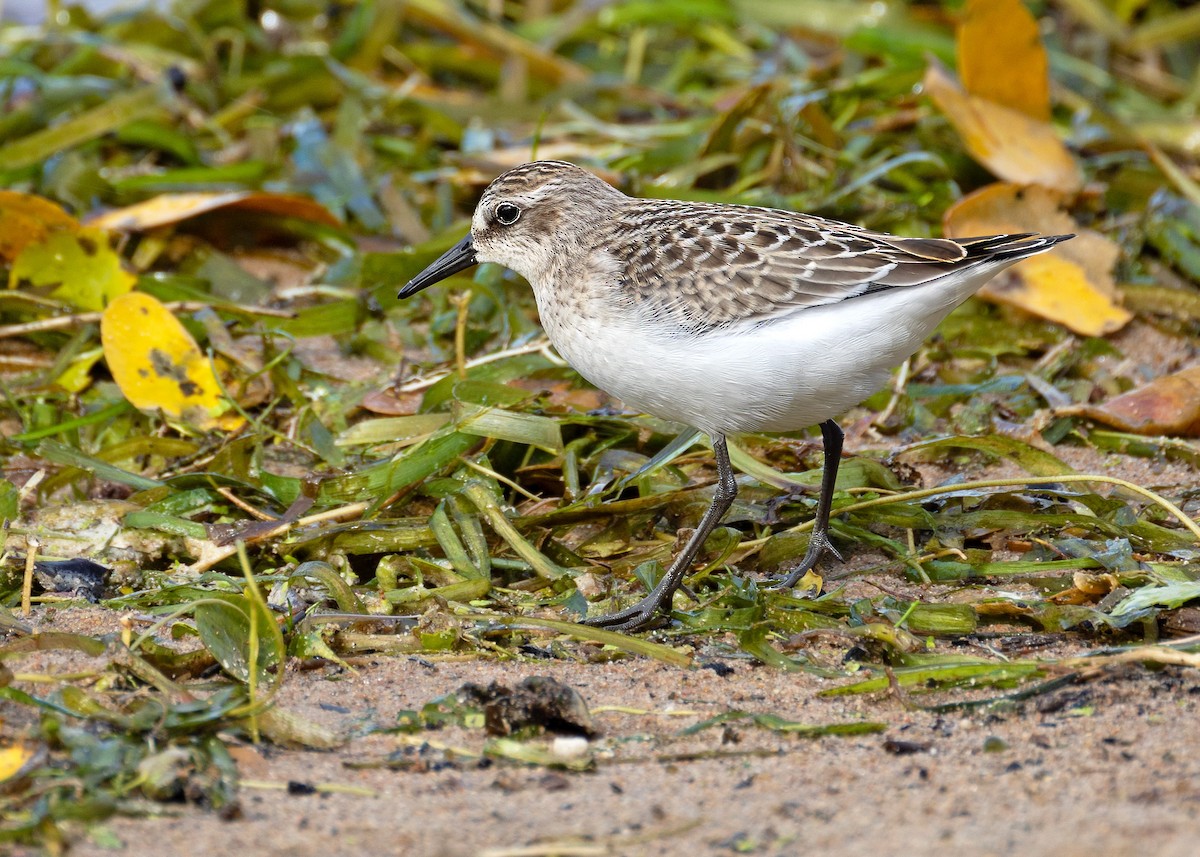 sandsnipe - ML624463723