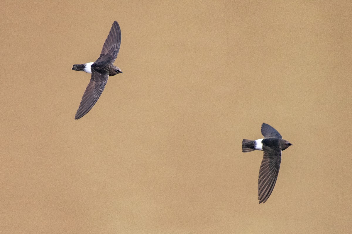 House Swift - ML624463745