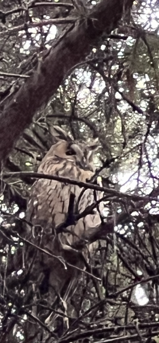 kalous ušatý - ML624463752