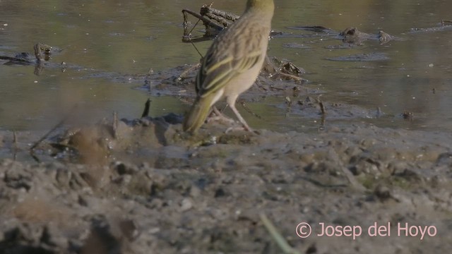 Tejedor Cabecinegro - ML624463822