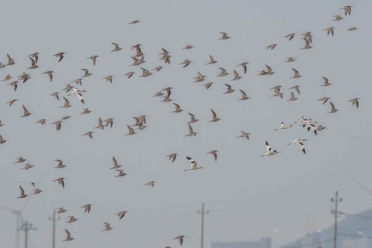 Spotted Redshank - ML624463848