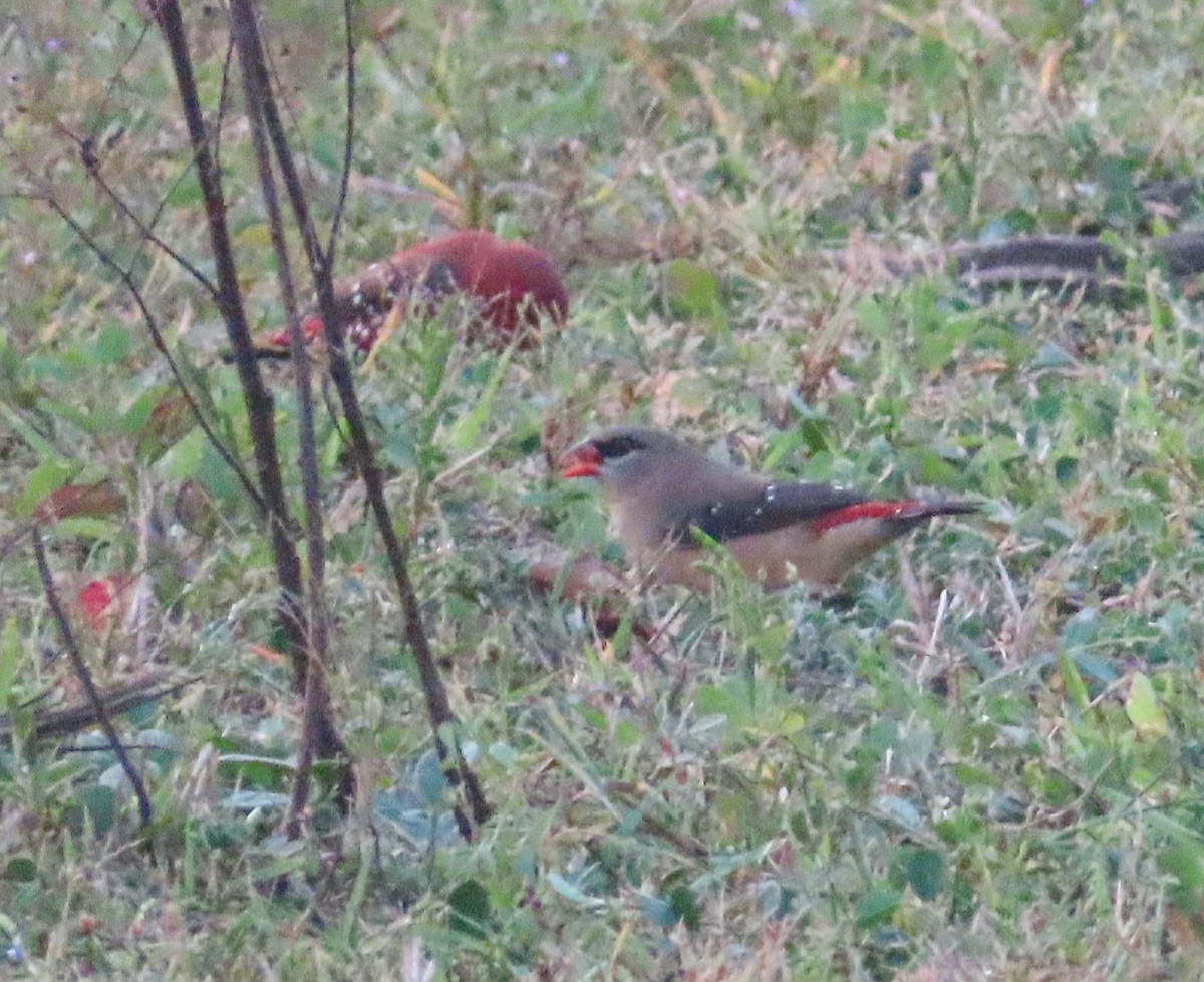 Red Avadavat - Sujay Biswas