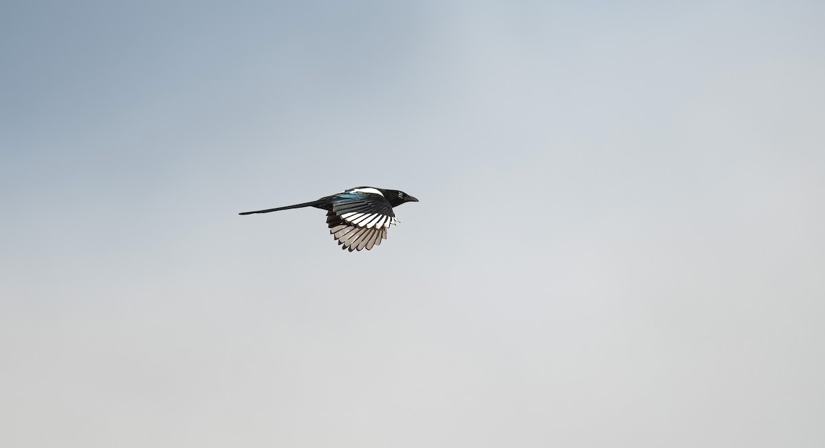 Eurasian Magpie (Eurasian) - ML624464283