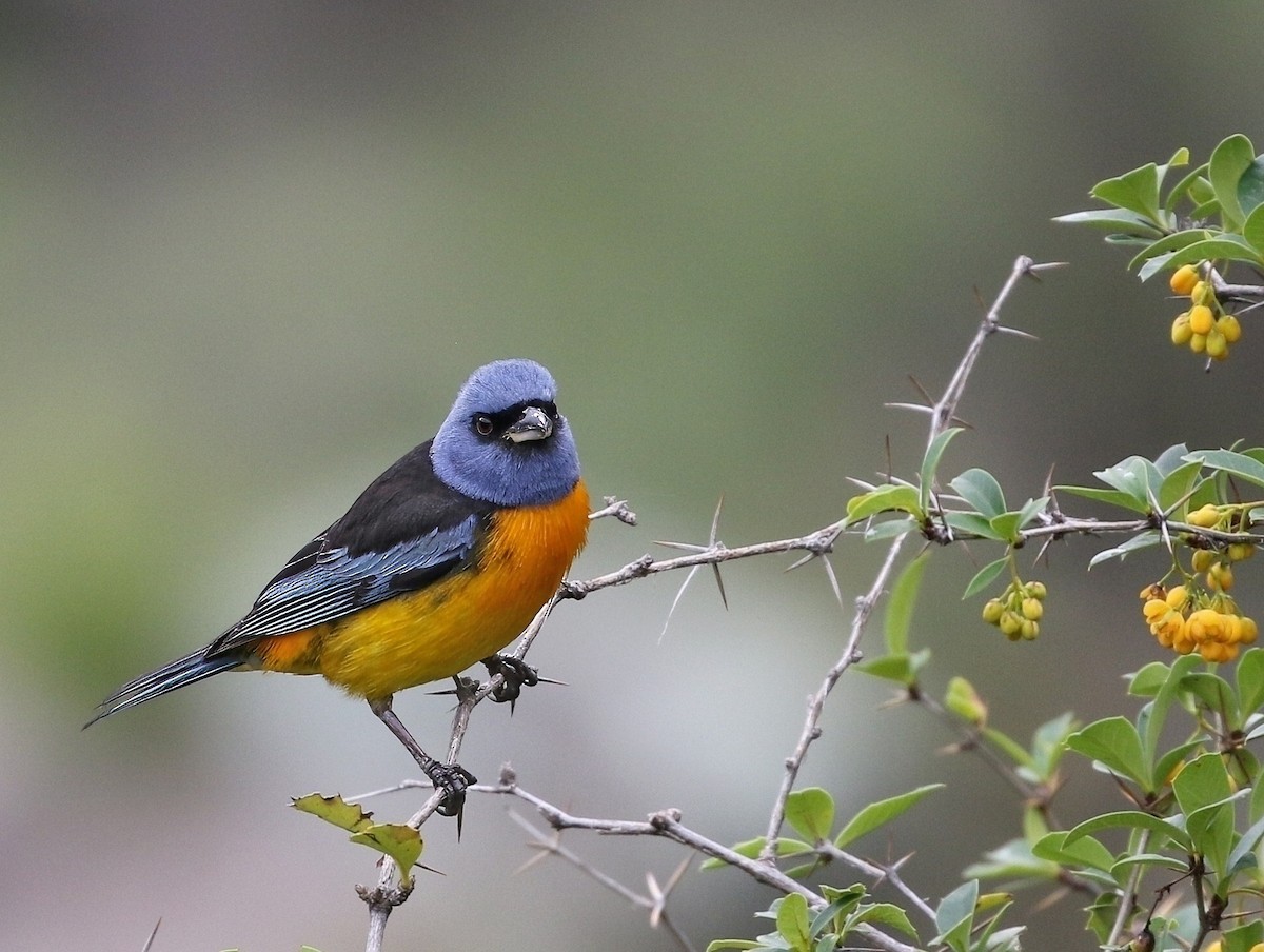 Blue-and-yellow Tanager (Blue-and-yellow) - ML624464290