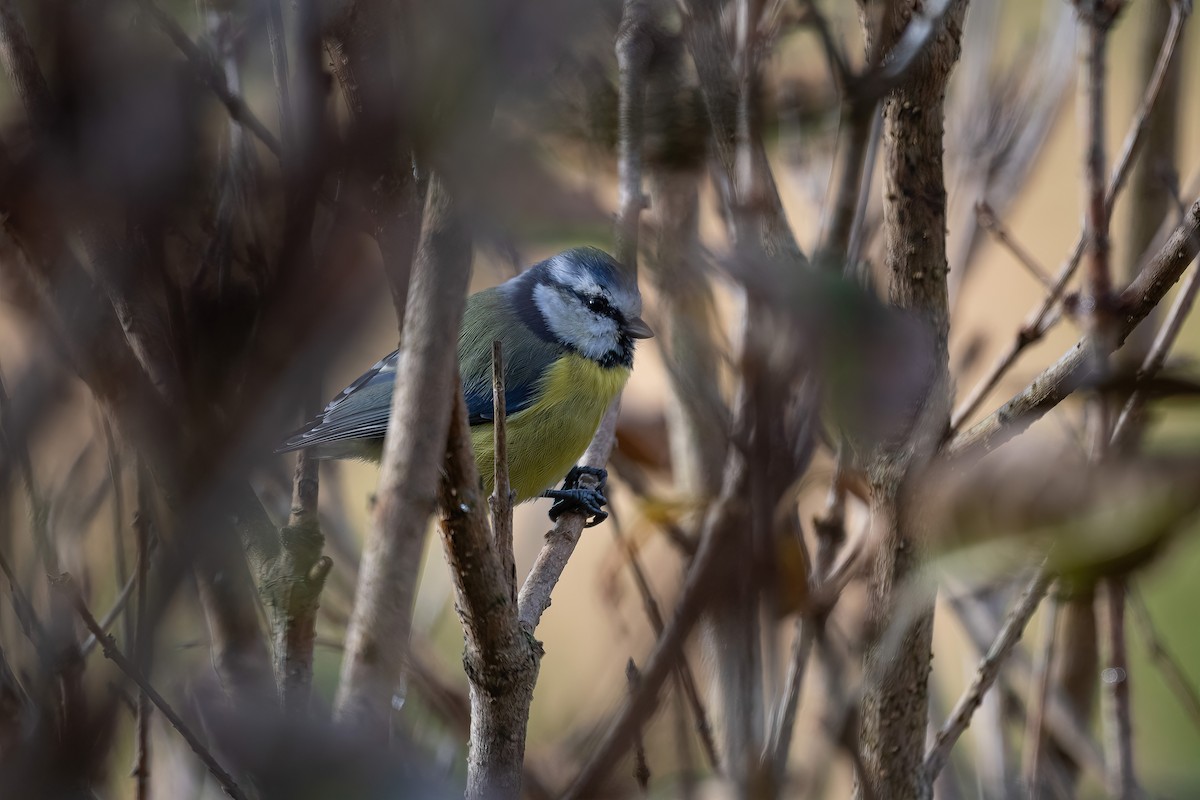 Eurasian Blue Tit - ML624464292