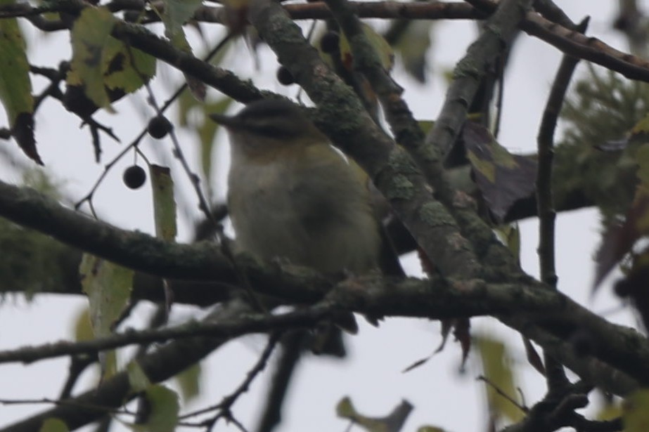 vireo sp. - ML624464293