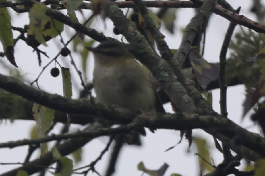 Vireo sp. - ML624464293