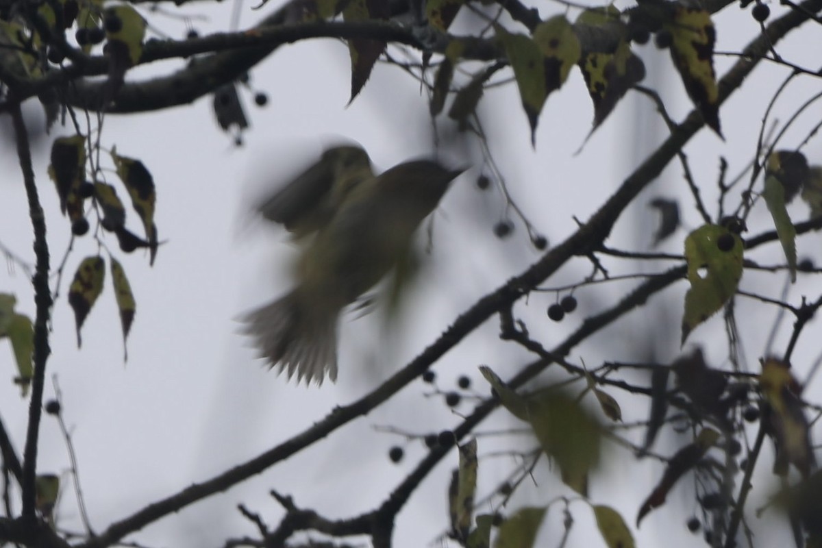 Vireo sp. - ML624464294