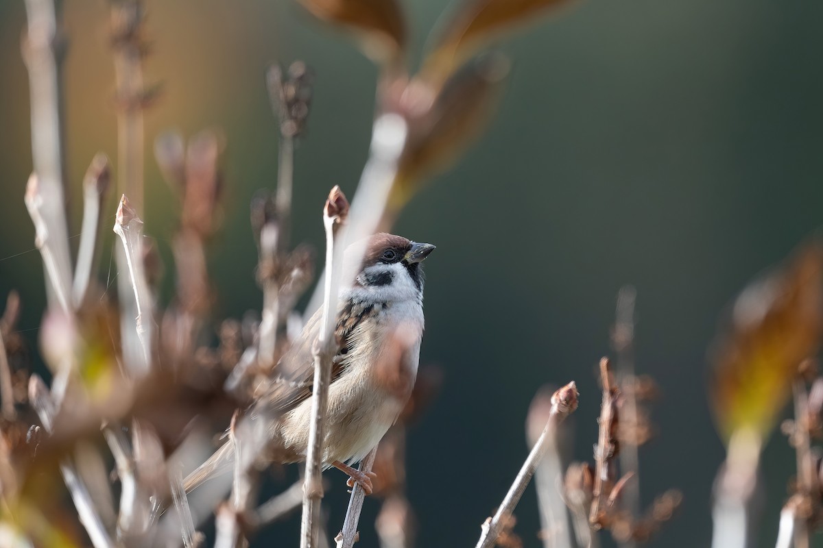 Eurasian Tree Sparrow - ML624464297