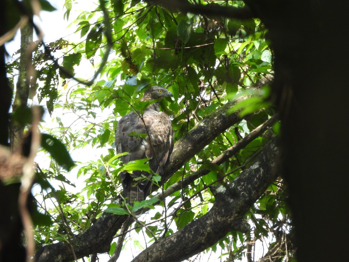 Oriental Honey-buzzard - ML624464361
