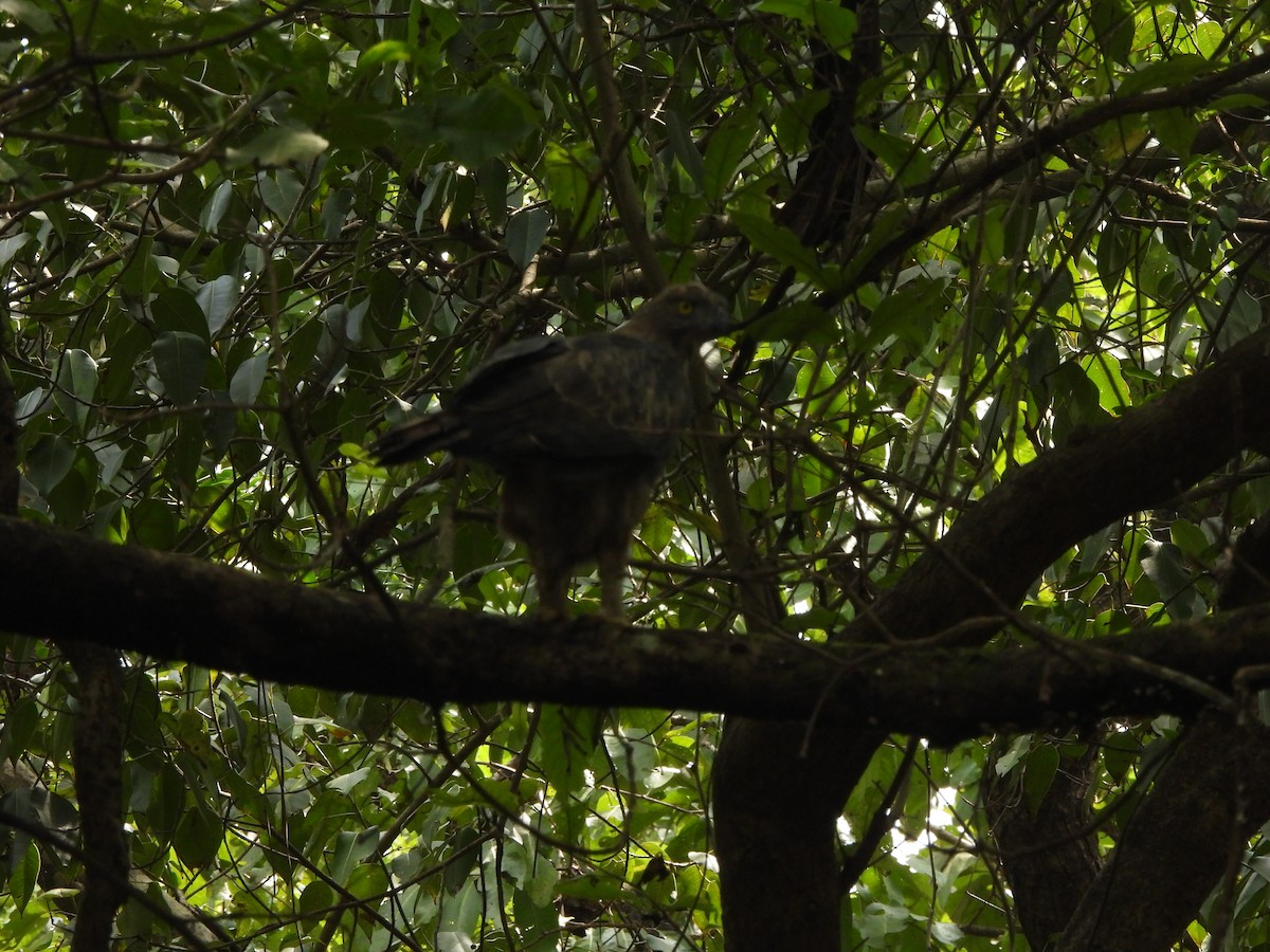 Changeable Hawk-Eagle - ML624464375