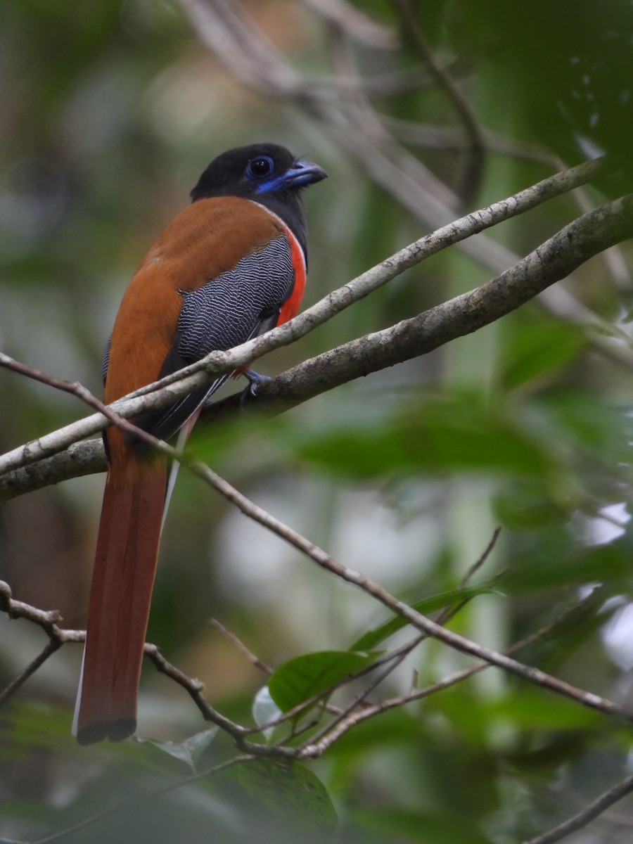 Malabar Trogon - ML624464386