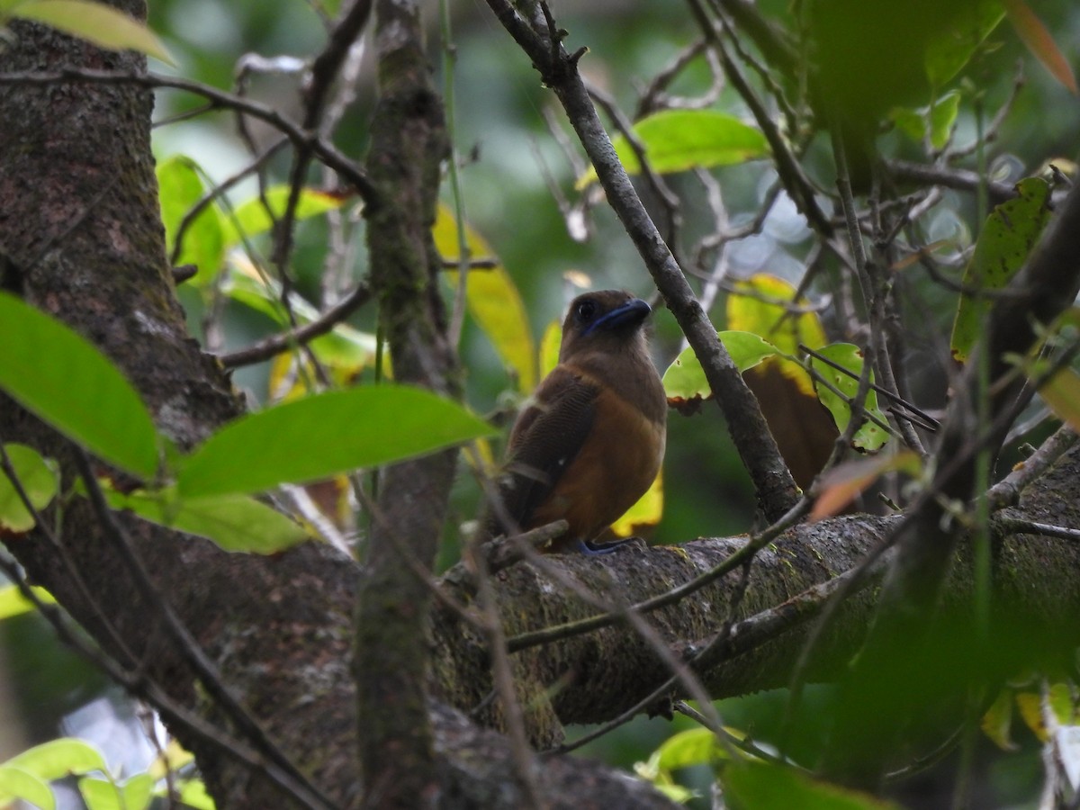 Malabar Trogon - ML624464389