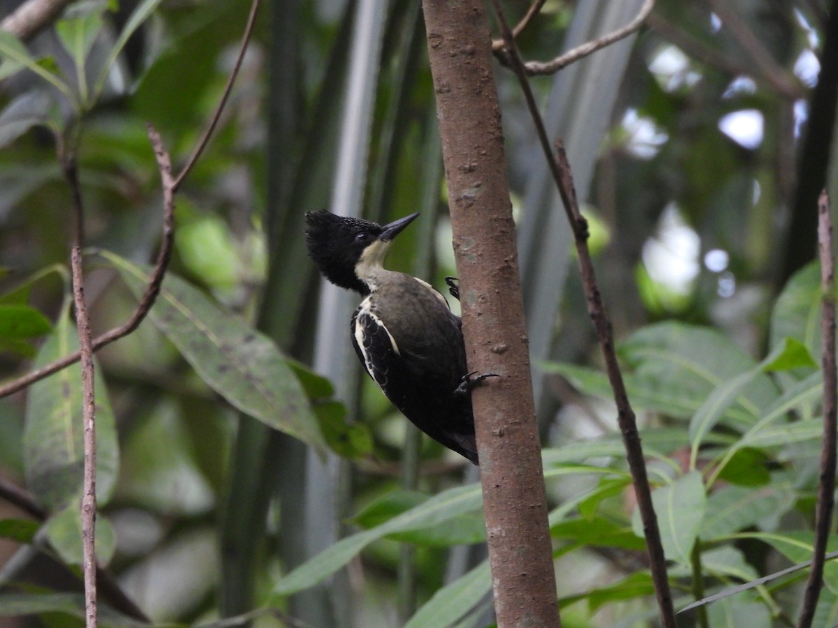 Heart-spotted Woodpecker - ML624464394
