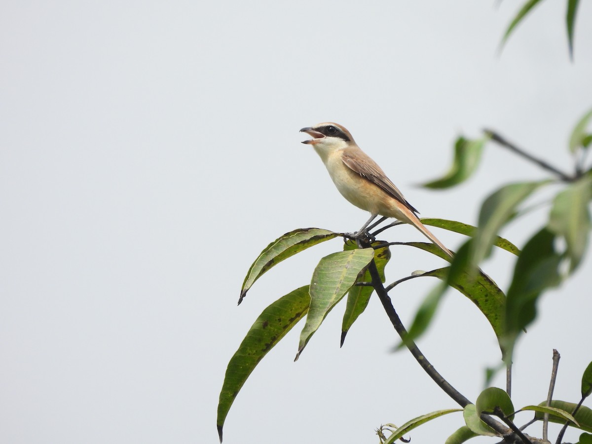 Brown Shrike - ML624464401