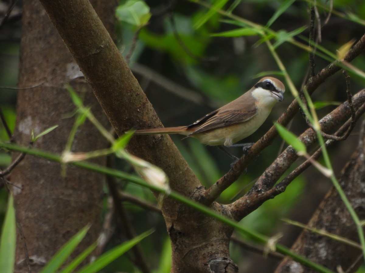 Brown Shrike - ML624464403