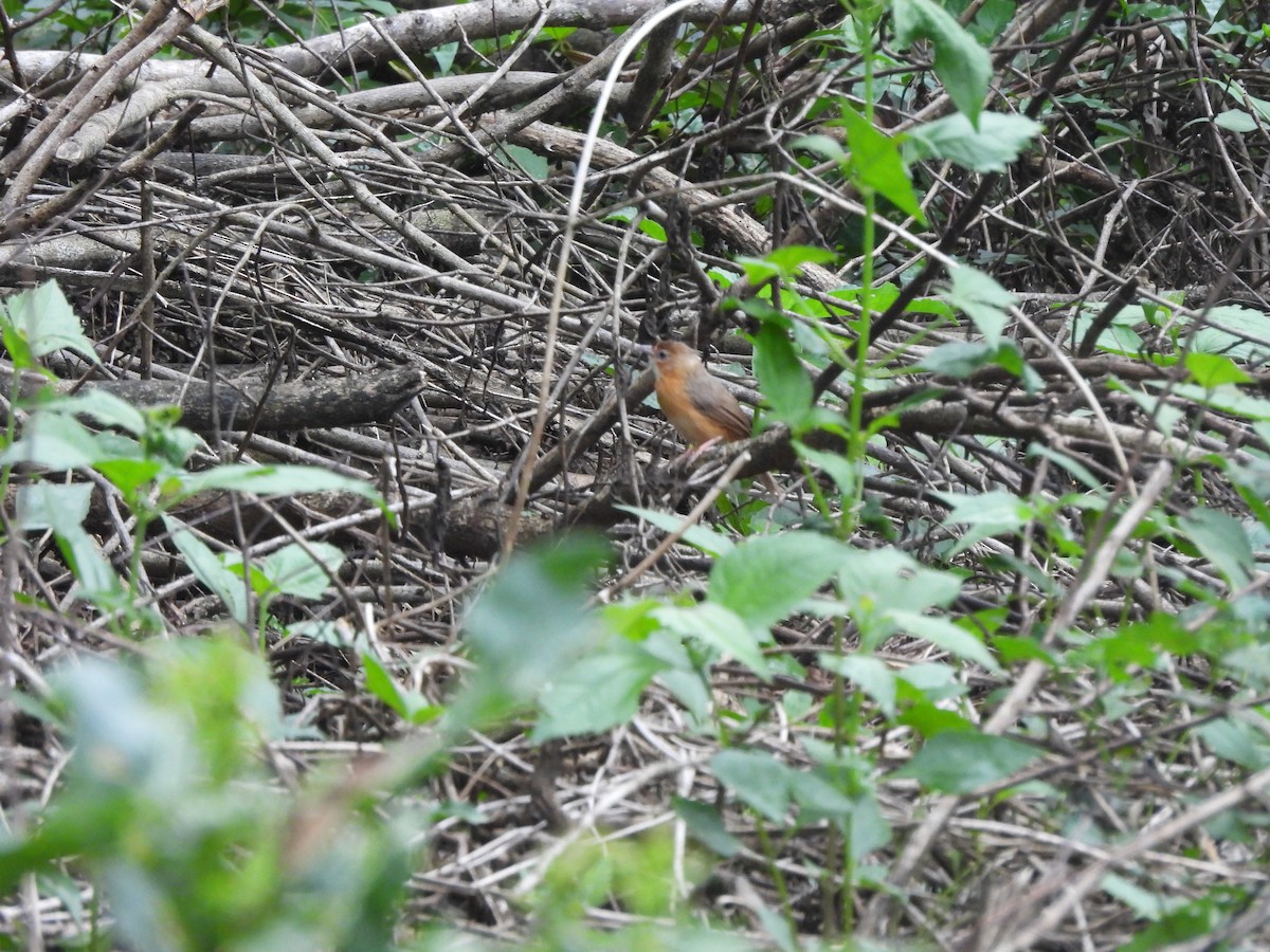 Tawny-bellied Babbler - ML624464406