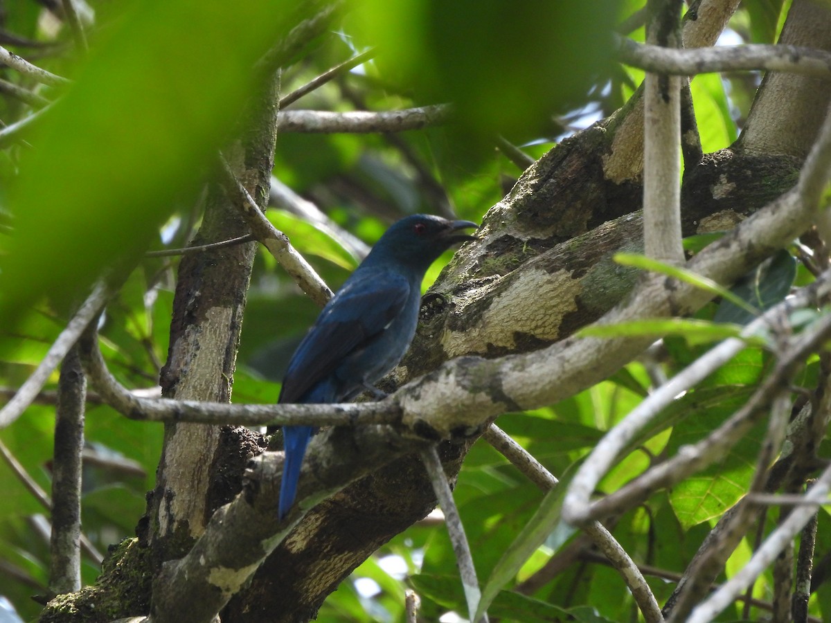 Asian Fairy-bluebird - ML624464413