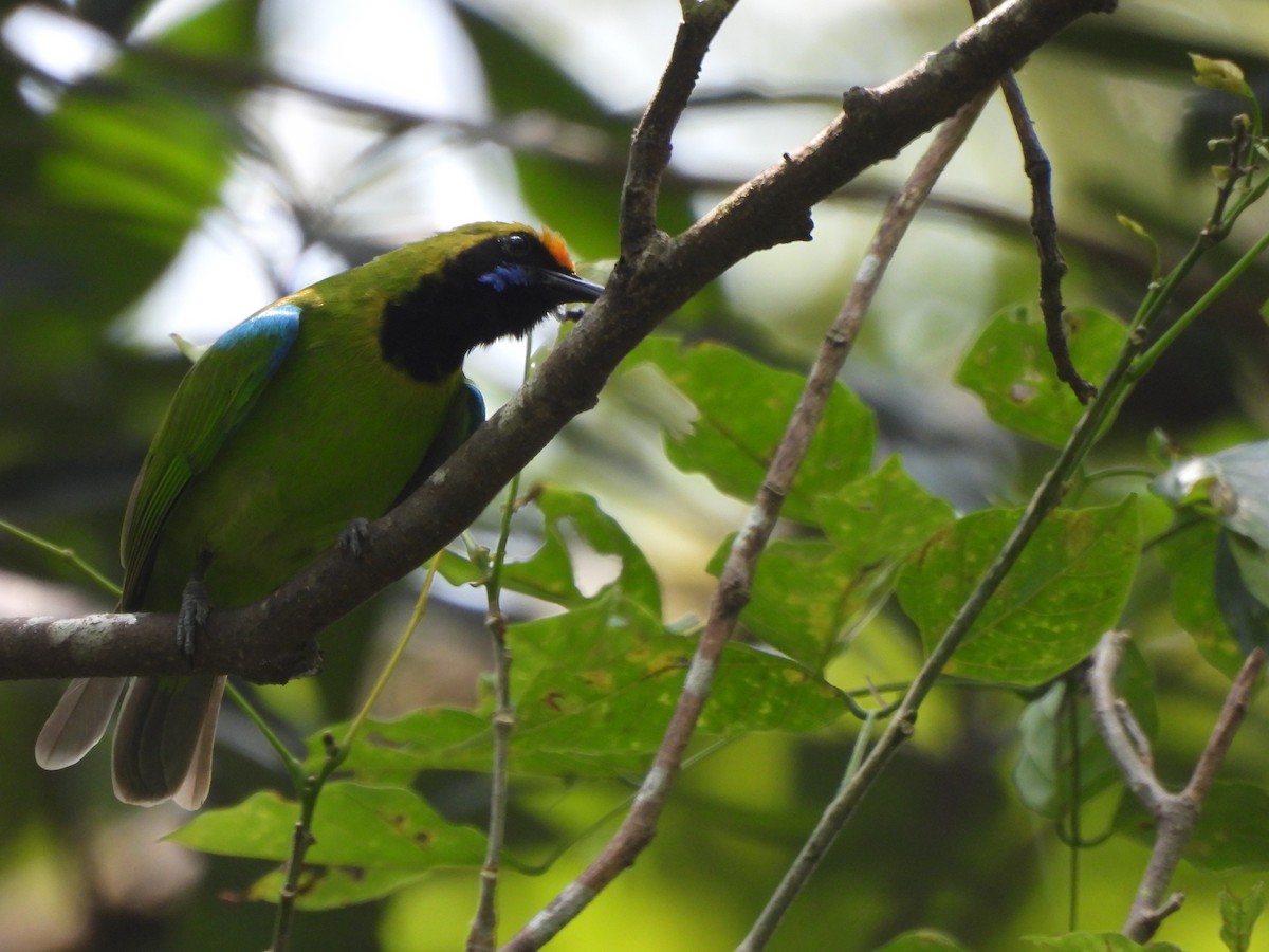Golden-fronted Leafbird - ML624464418