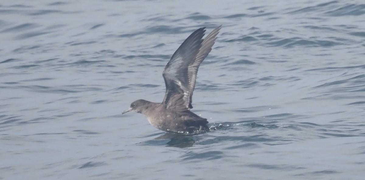 Sooty Shearwater - ML624464564