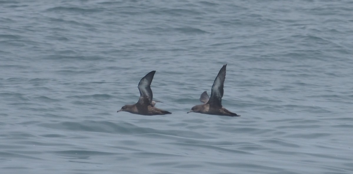 Sooty Shearwater - Arnau Bonan