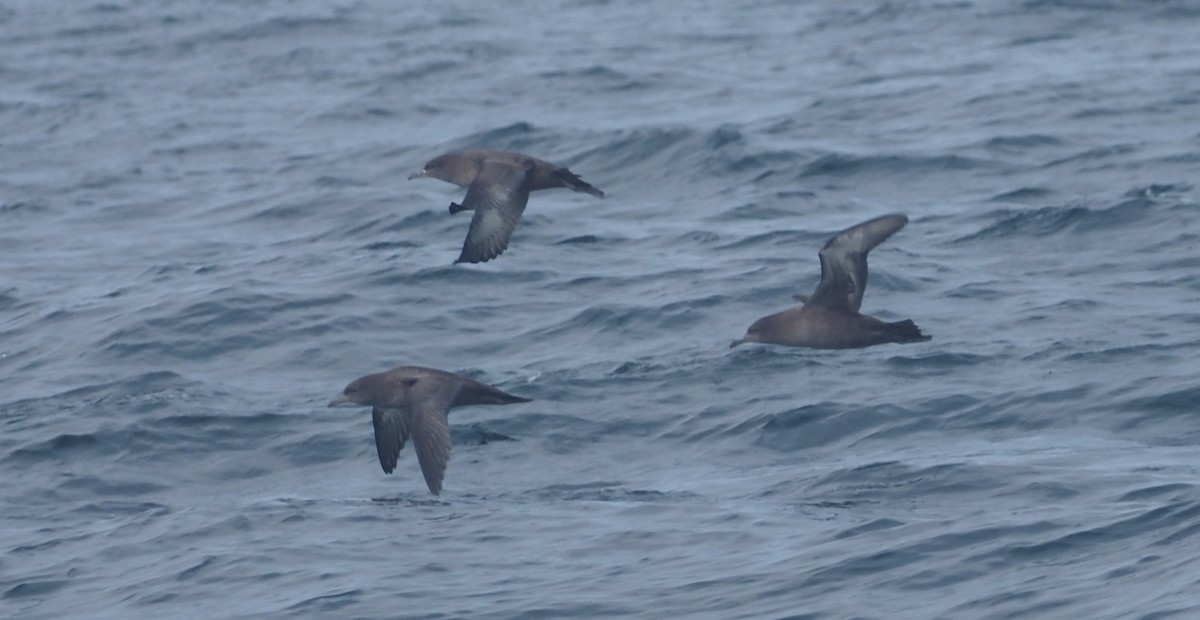 Sooty Shearwater - ML624464566