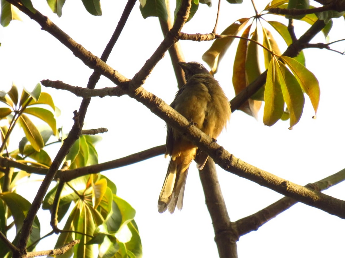 Cinnamon-bellied Saltator - ML624464619