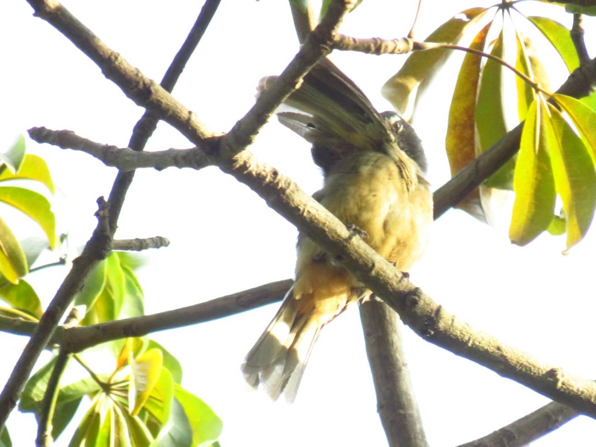 Cinnamon-bellied Saltator - ML624464624