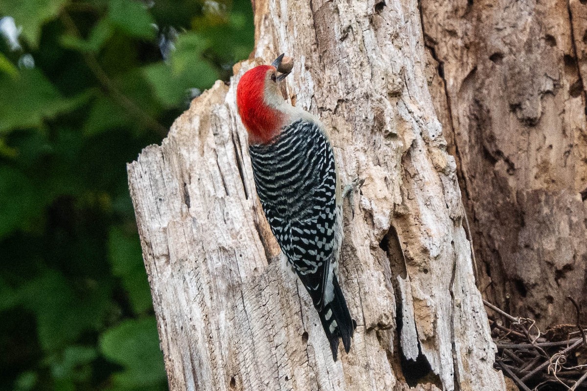 Red-bellied Woodpecker - ML624464635
