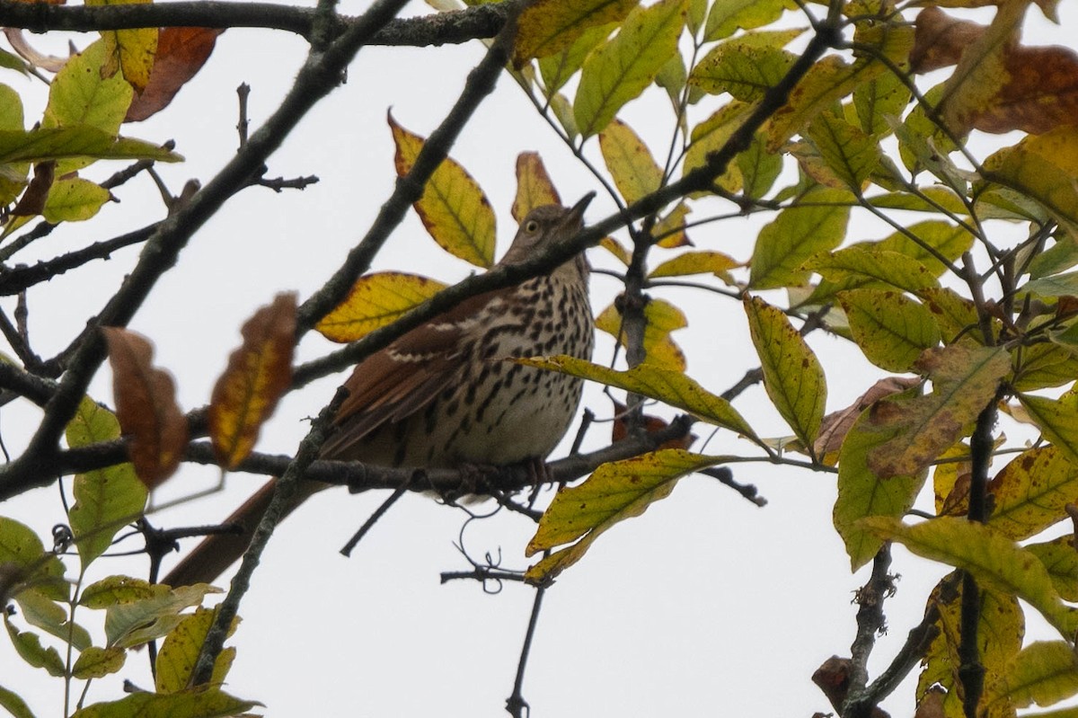 Brown Thrasher - ML624464639
