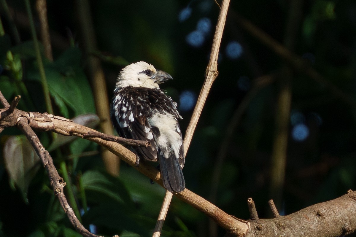 White-headed Barbet - ML624464654