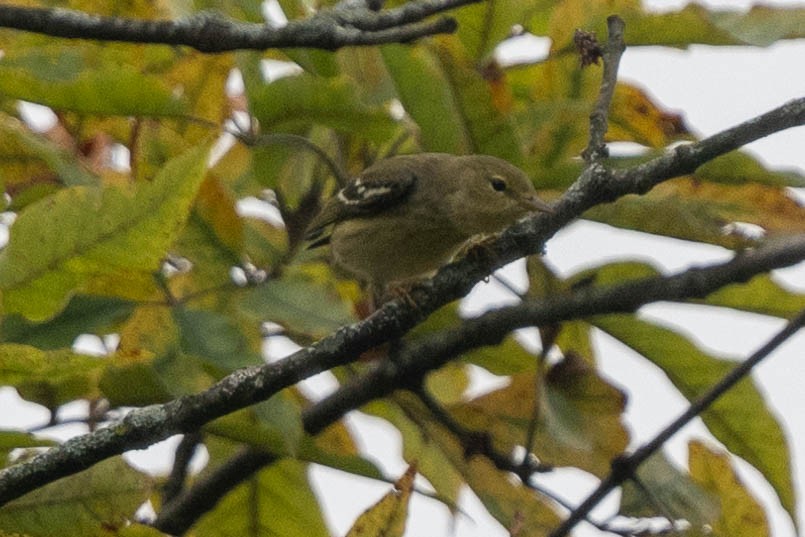 Blackpoll Warbler - ML624464655