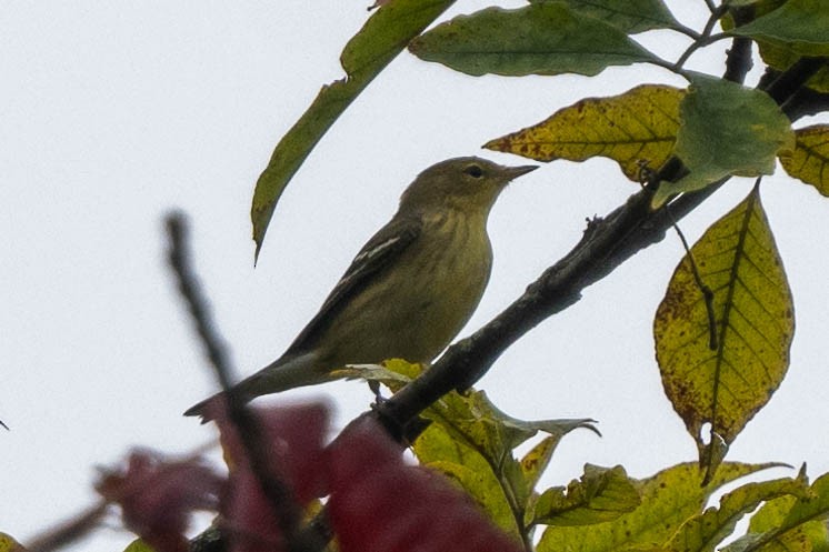 Blackpoll Warbler - ML624464656