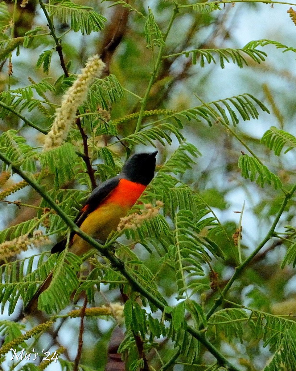 Small Minivet - ML624464675