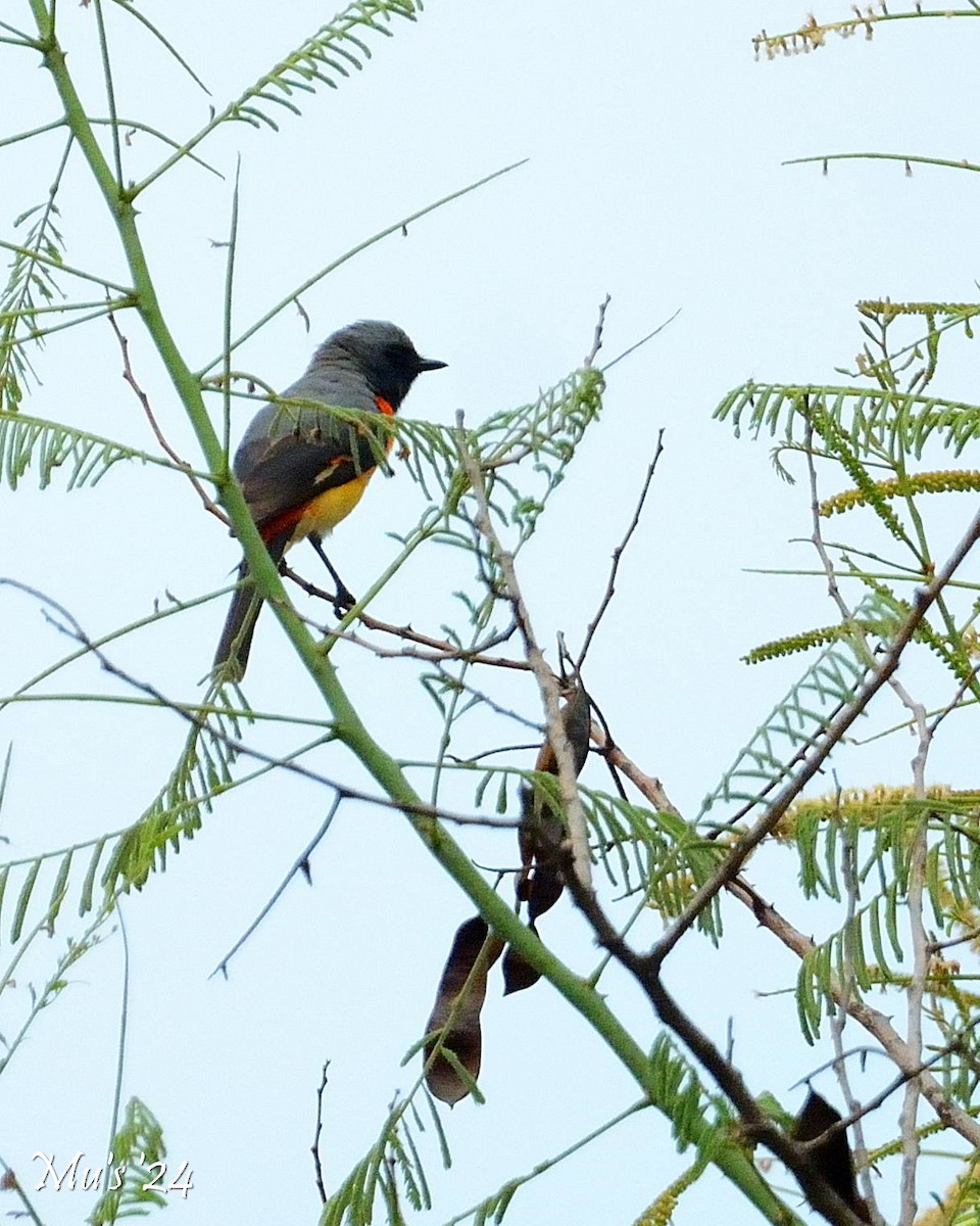 Small Minivet - ML624464676