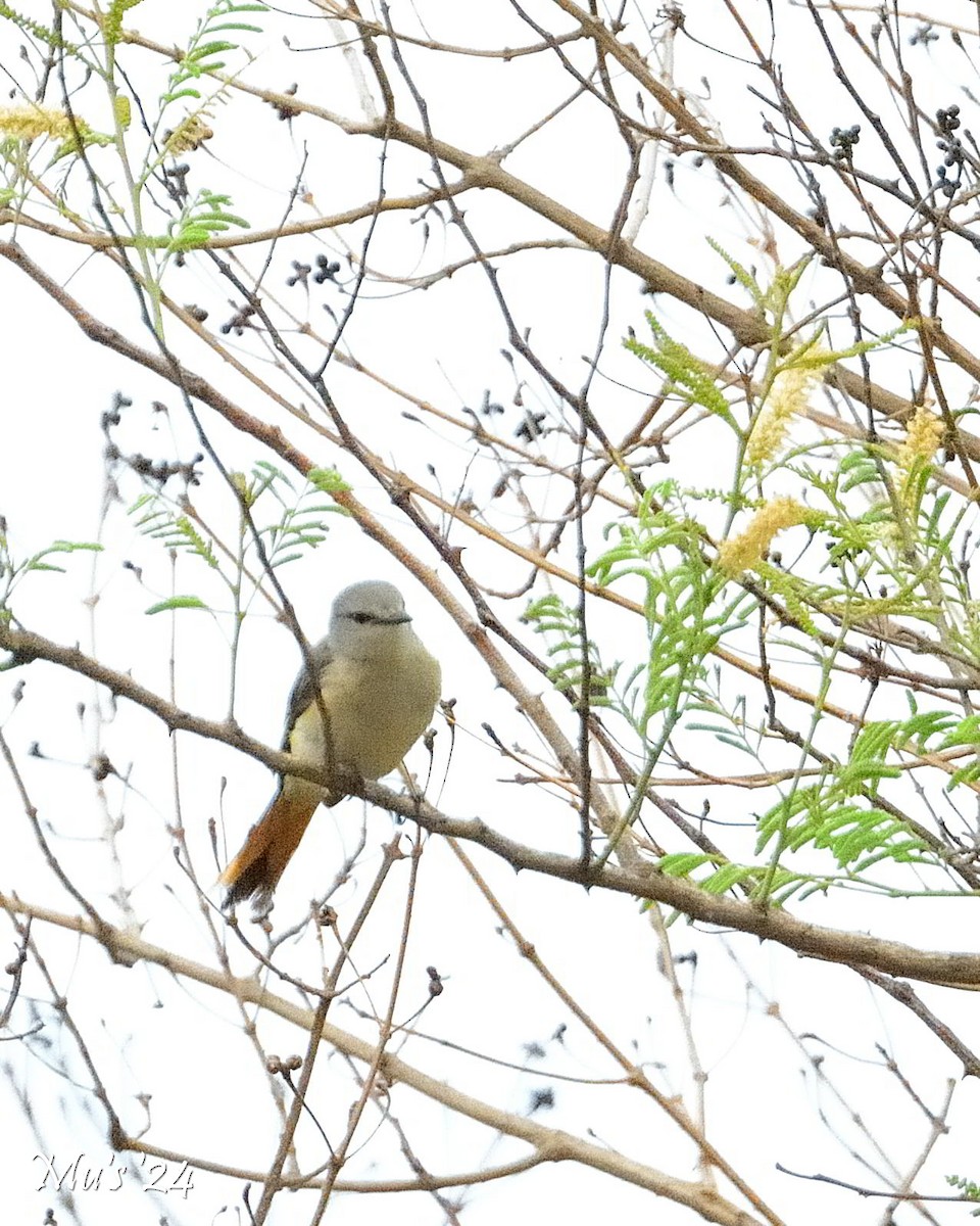 Small Minivet - ML624464677