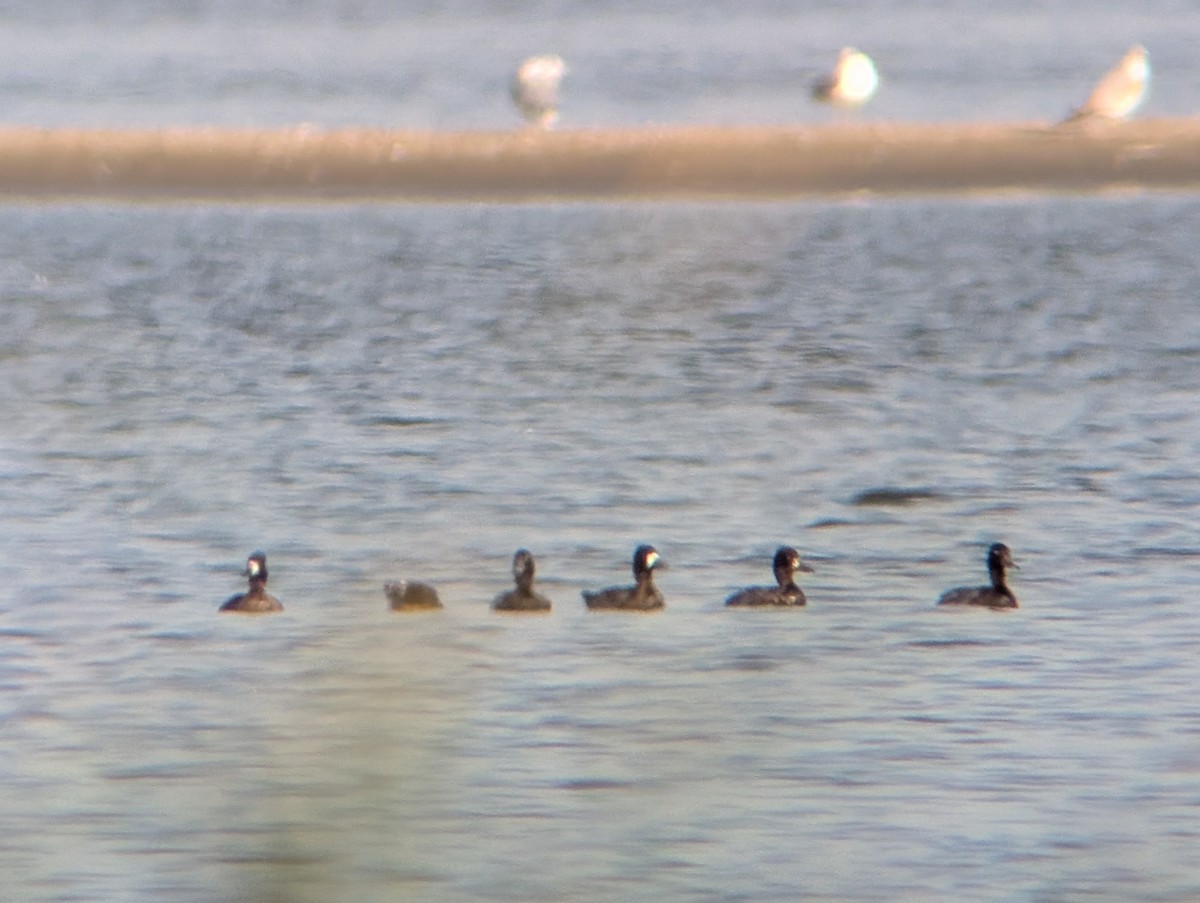 Lesser Scaup - ML624464820