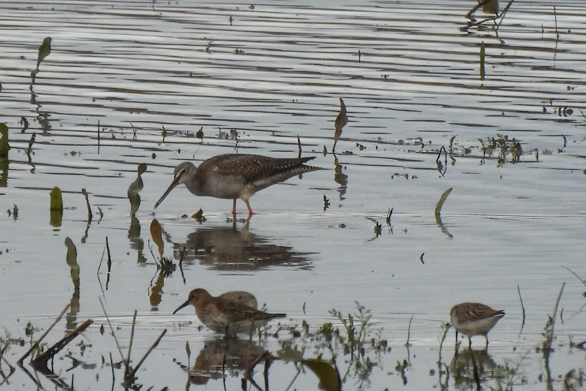 Spotted Redshank - ML624464853