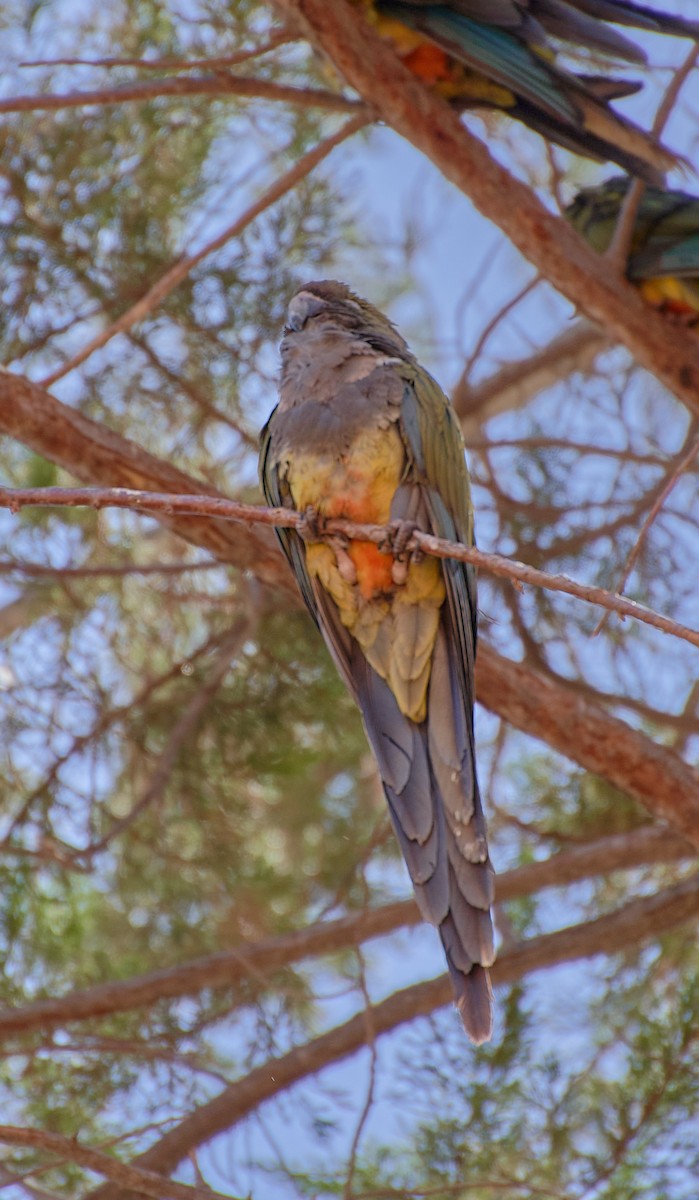 Conure de Patagonie - ML624464984