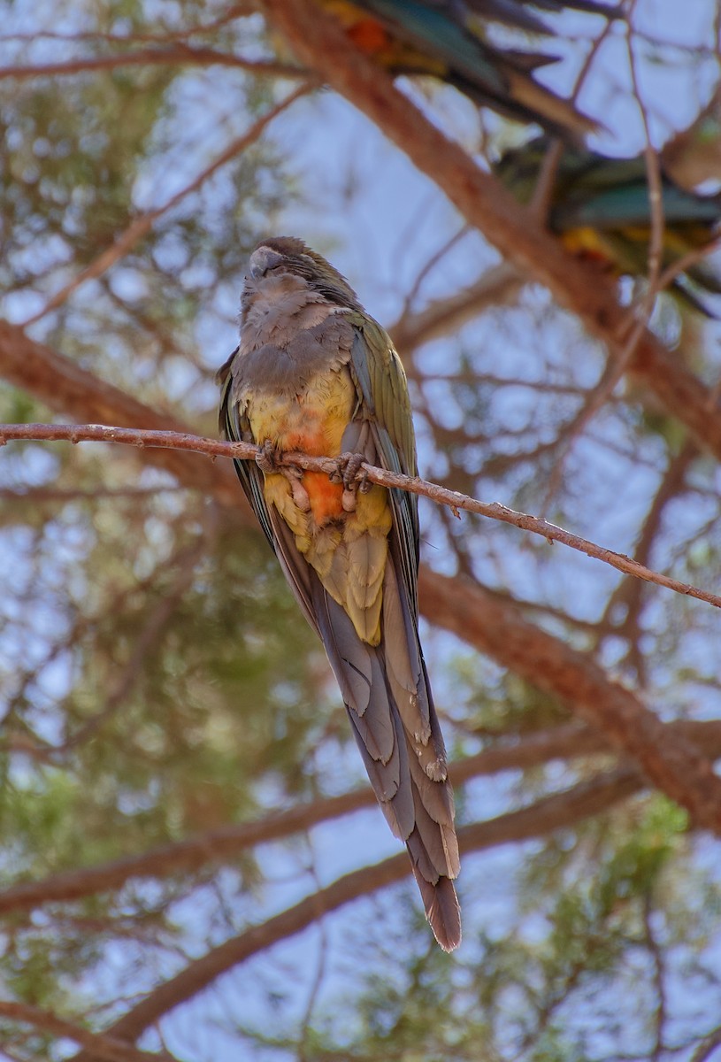 Conure de Patagonie - ML624464985