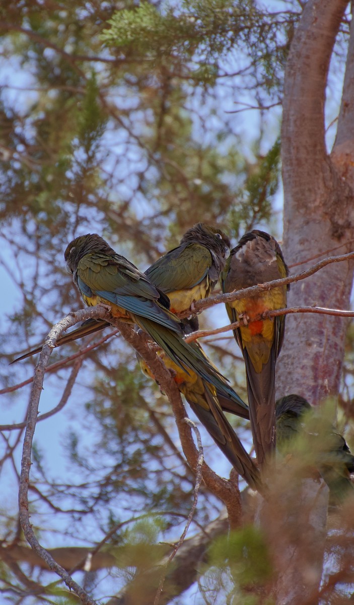 Conure de Patagonie - ML624464986