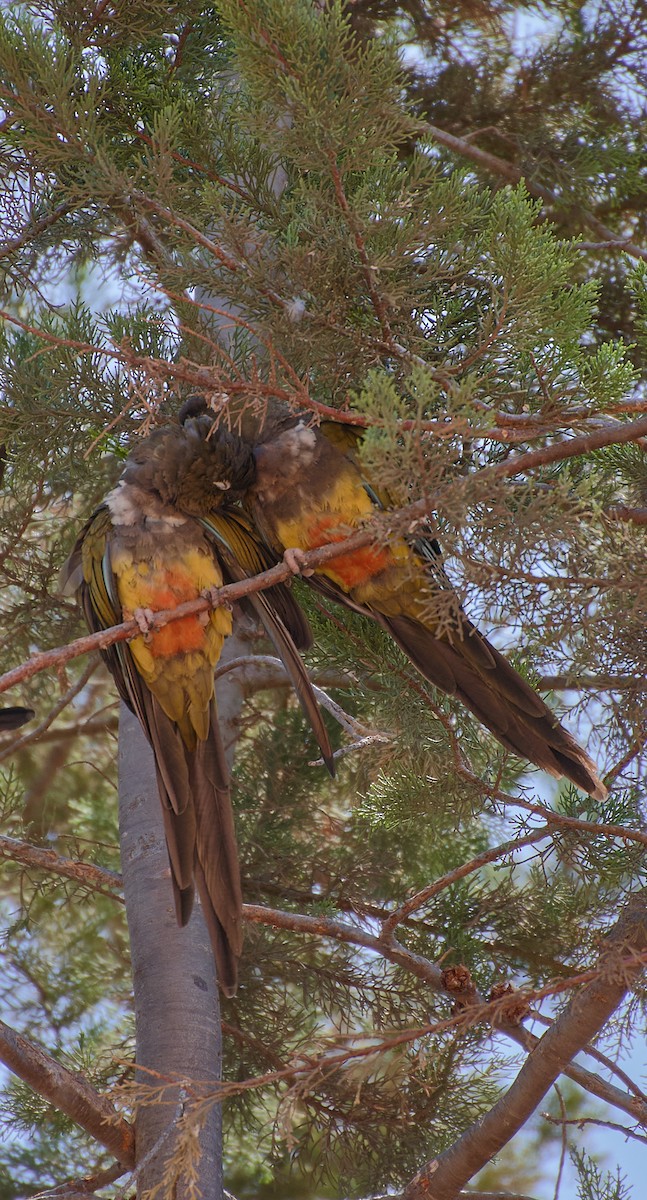 Conure de Patagonie - ML624464988